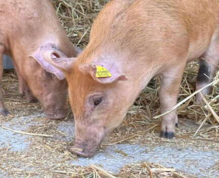 Duroc-Ferkel